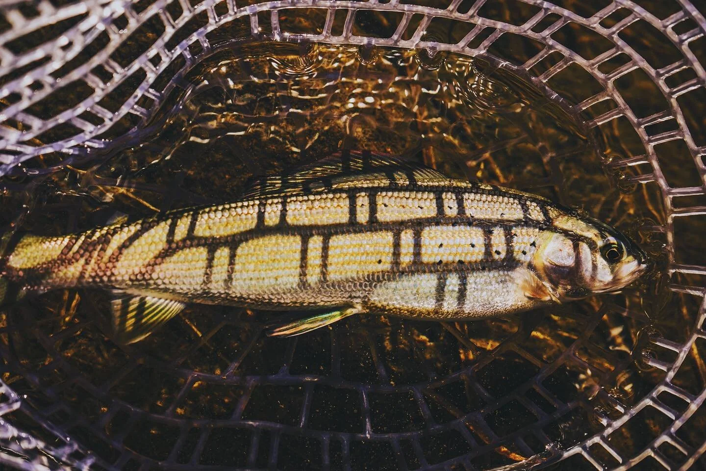 Mad respect for all the fish pics I see... it is not easy to photograph your own catch!  This might be the biggest greyling I&rsquo;ve caught so far 🎣  The dry flies weren&rsquo;t doing it so I popped on a little copper John style nymph and started 