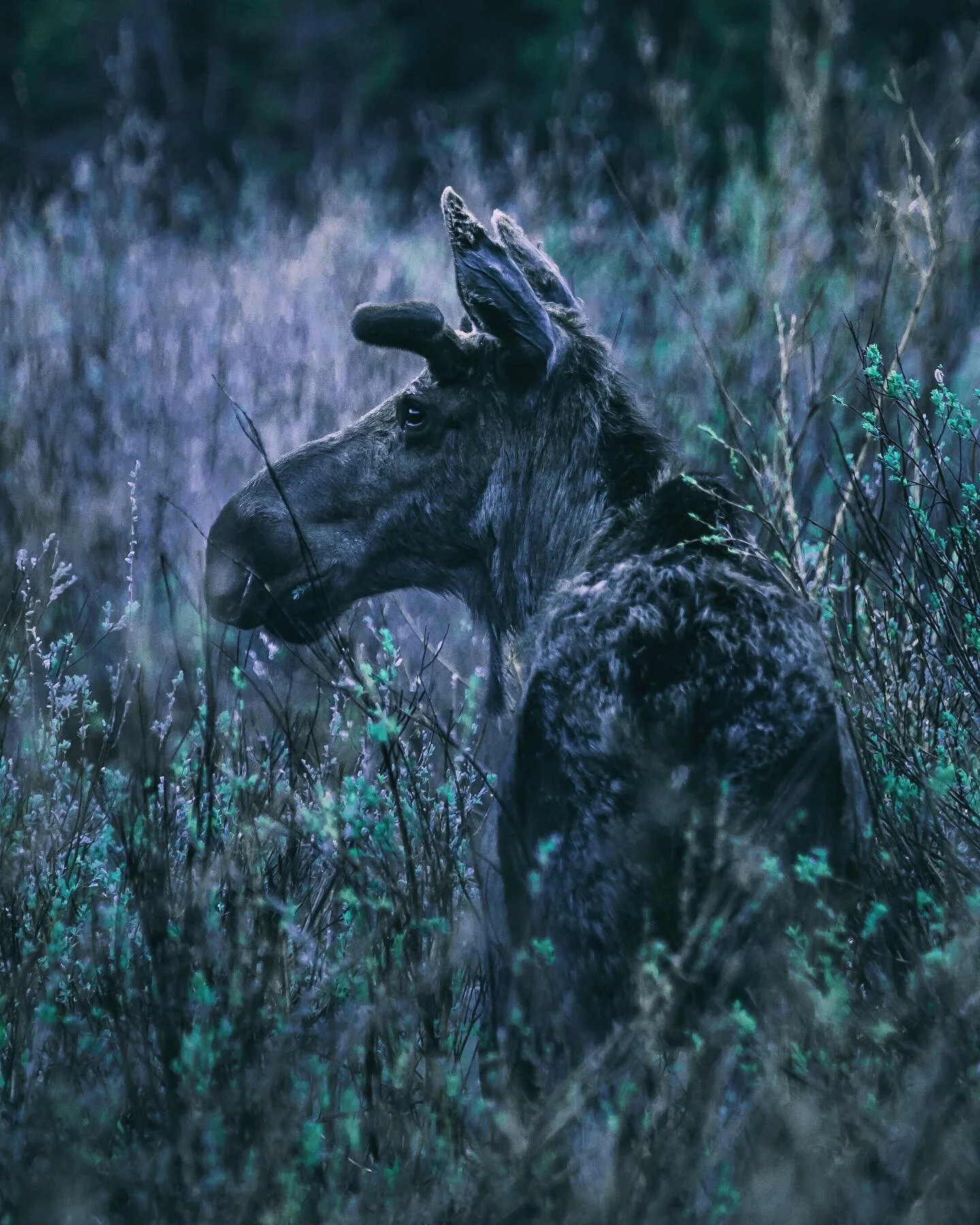 Long lens ~ First light ~ Chilly morning moose. {{{ Look I totally understand that most probably wouldn&rsquo;t see this image and think: inner turmoil 😂. But I&rsquo;ll tell you, these colors and the general processing of this one are way outside m