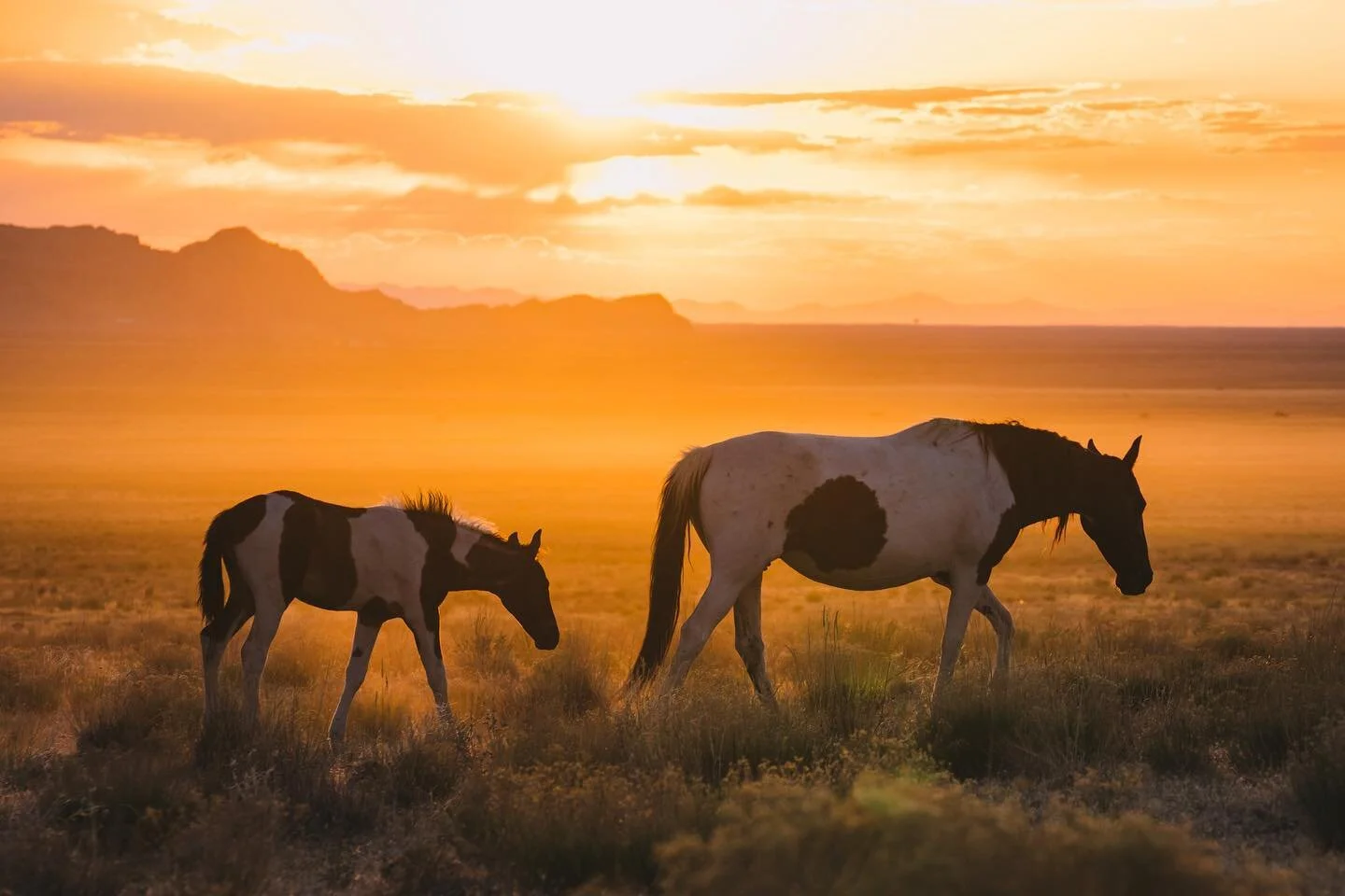 A golden moment from a magical evening in the desert a few months ago - So I&rsquo;m looking forward to studying forest ecology and management. I&rsquo;m also very curious how much my perspective may change on a lot of land management topics.  Maybe 