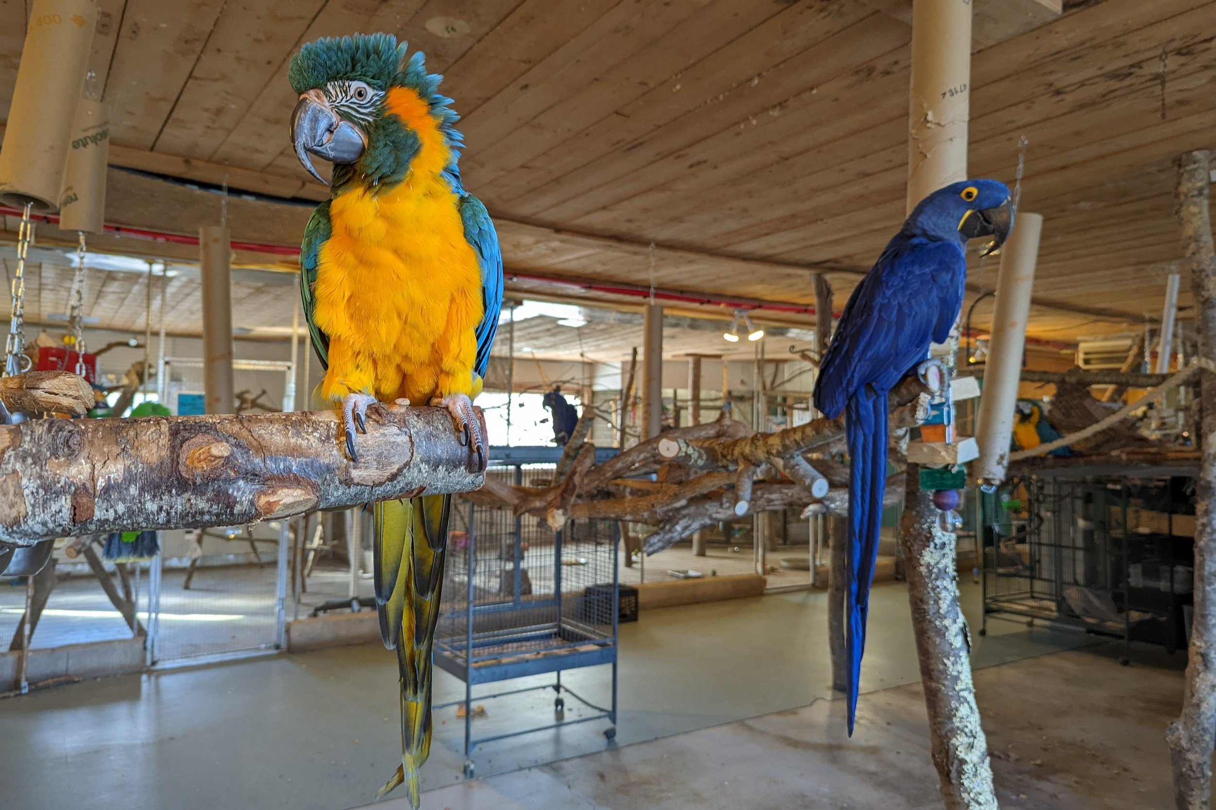 Foster Parrots & The New England Exotic Wildlife Sanctuary — Whales,  Trails, and Ales