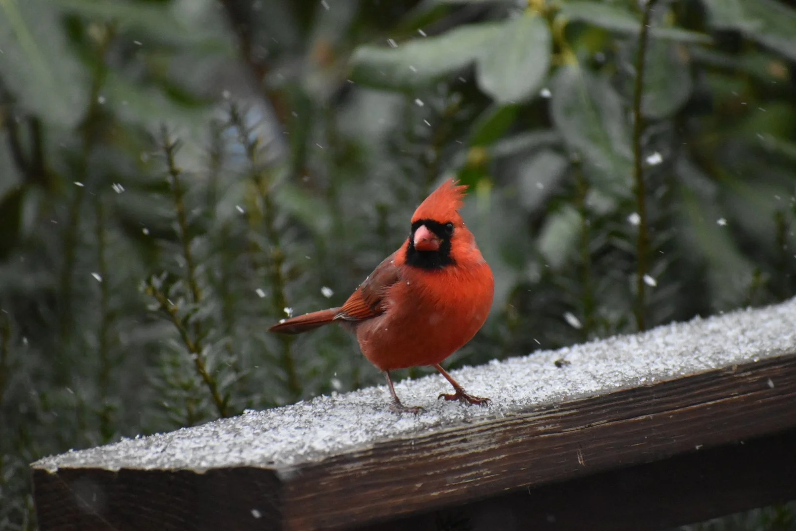 Help Support Birds this Winter