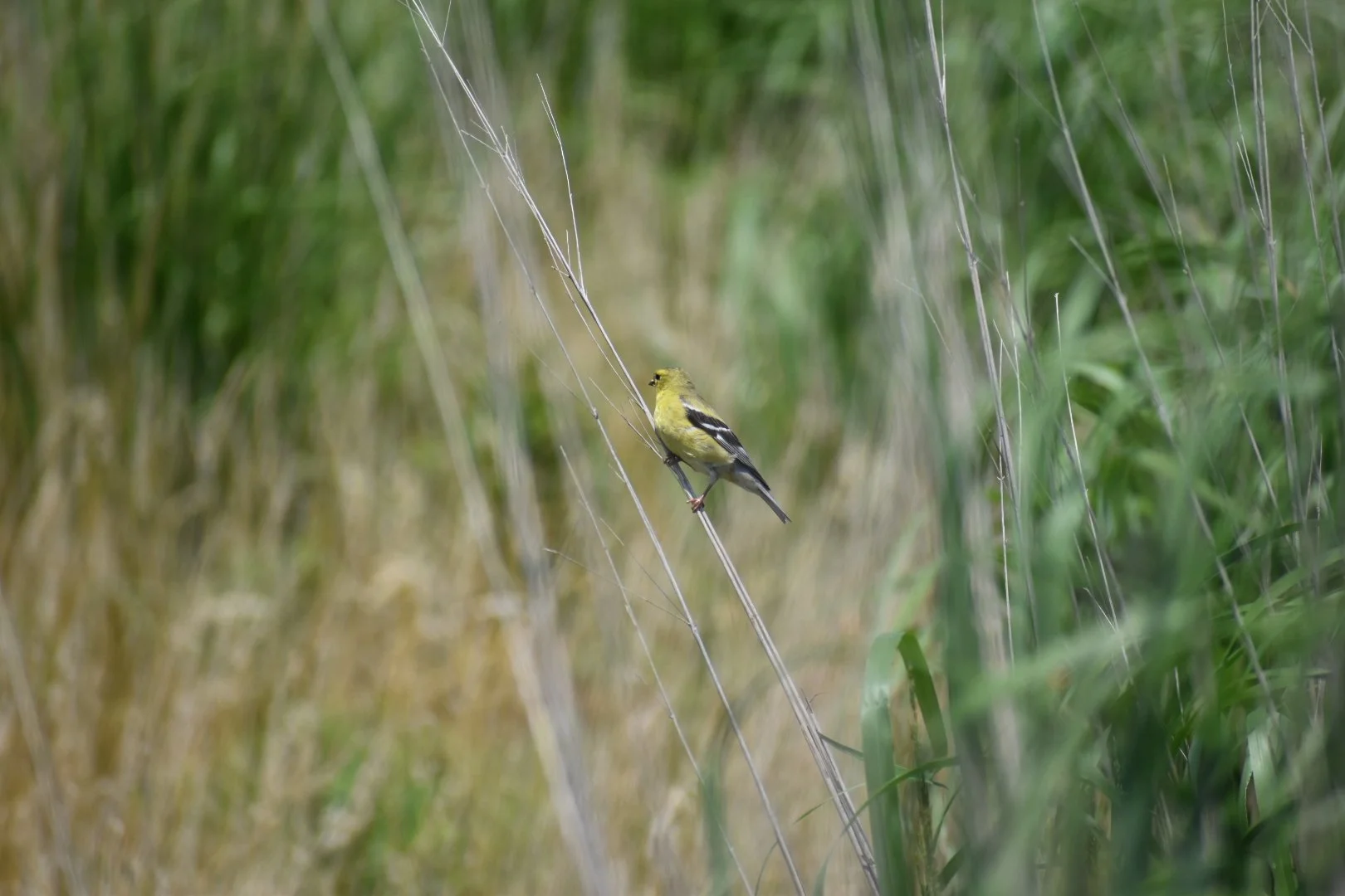 Animal Welfare, Supporting Local Agriculture, and Waste Management