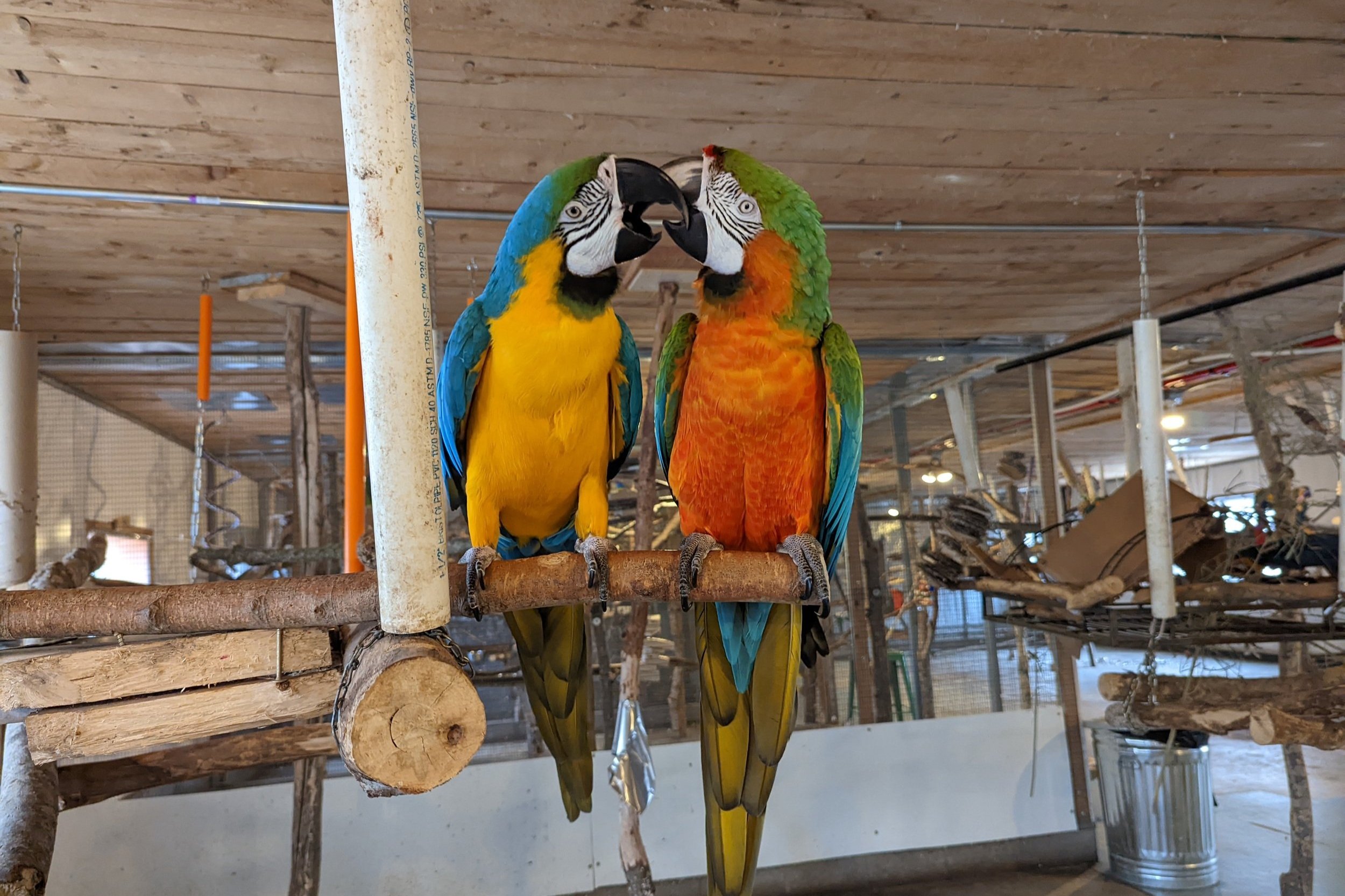 Foster Parrots & The New England Exotic Wildlife Sanctuary — Whales,  Trails, and Ales