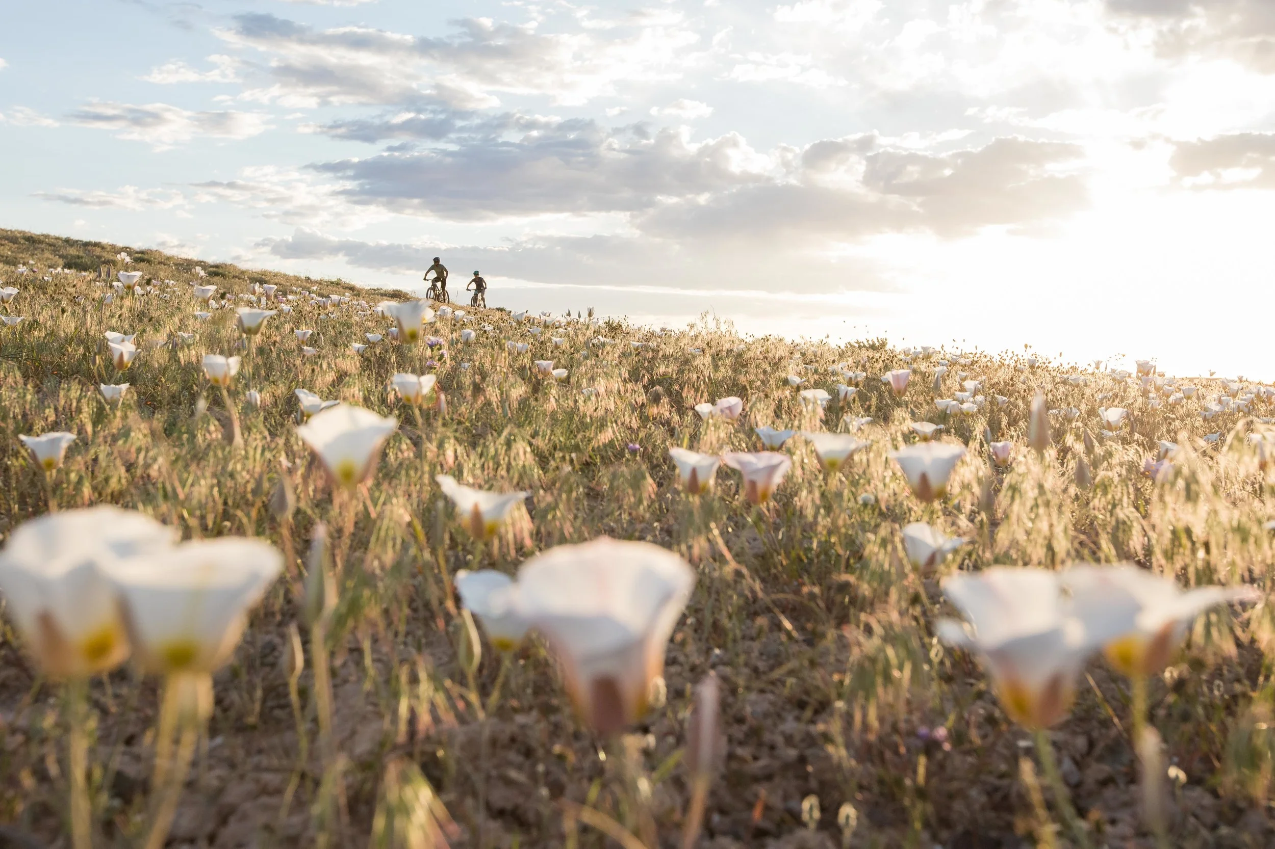 Two bikers ride their bikes up hill from a vast field of flowers at sunset.