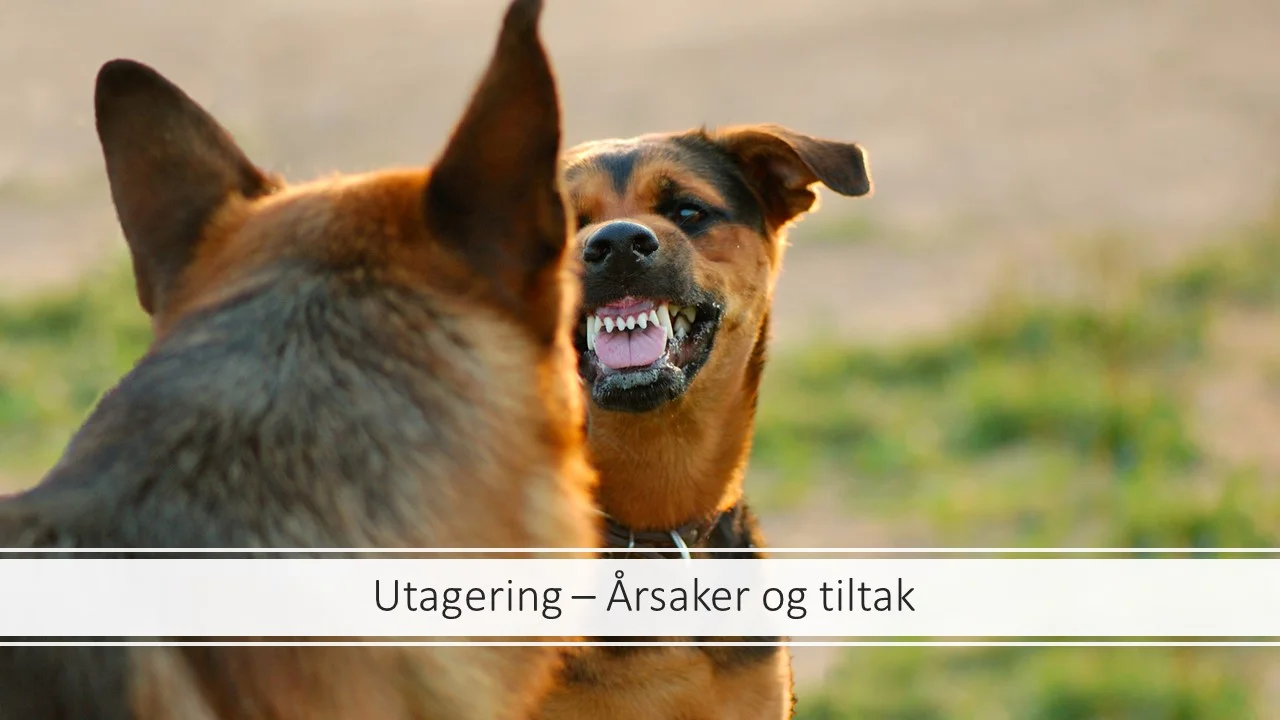 Webinar - Utagering - Bilde.jpg