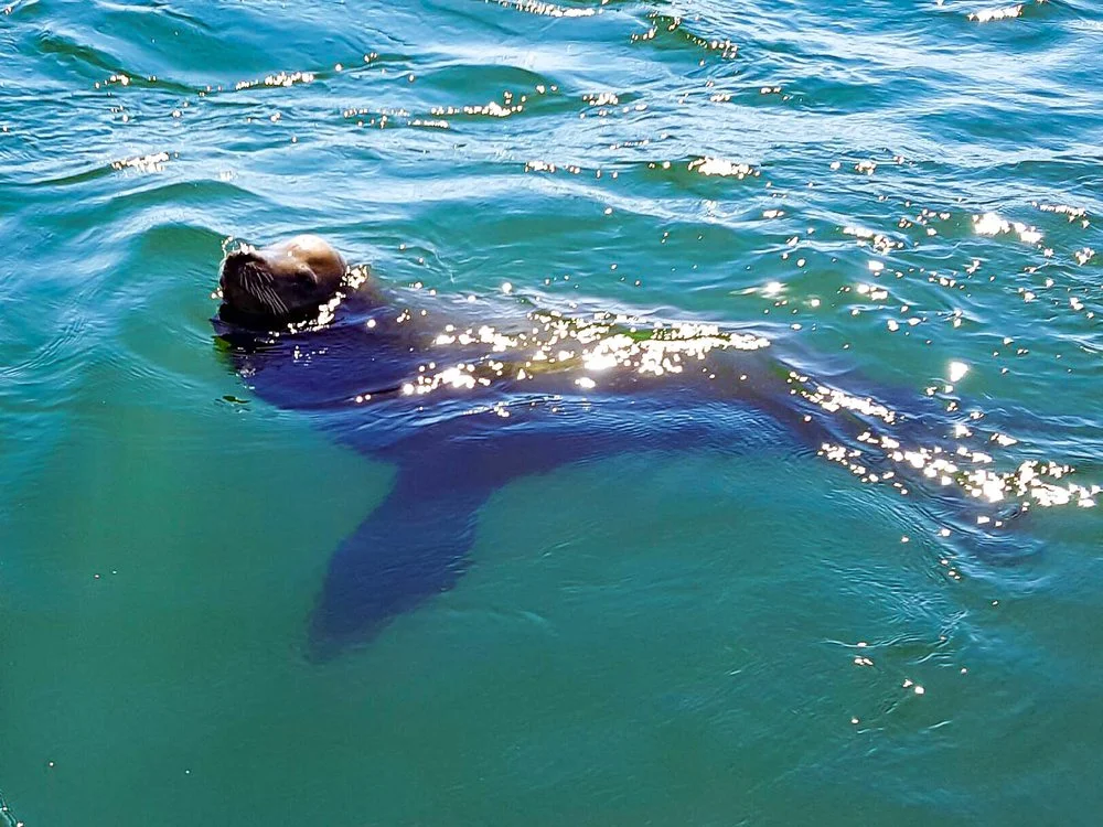 Whale Watching Tour