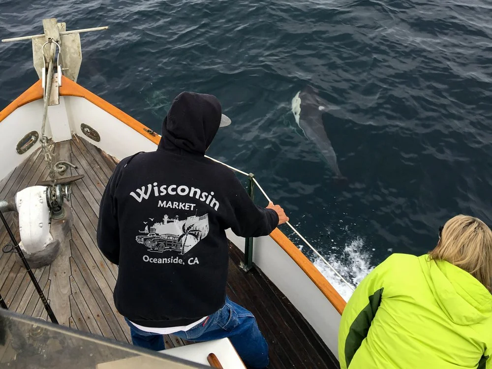 Whale Watching Tour