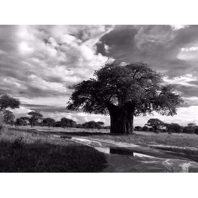 Nothing beats a moody baobab. #Tarangire #tanaziansafari #safari #tanzania