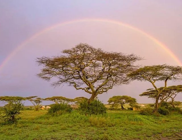 Very much looking forward to visiting @chakacamps next week. Counting down the days for our #familysafari and #photoshoot with @rachel.ambrose.photography - experiencing the #serengeti as a family, to create itineraries for the perfect #safari experi