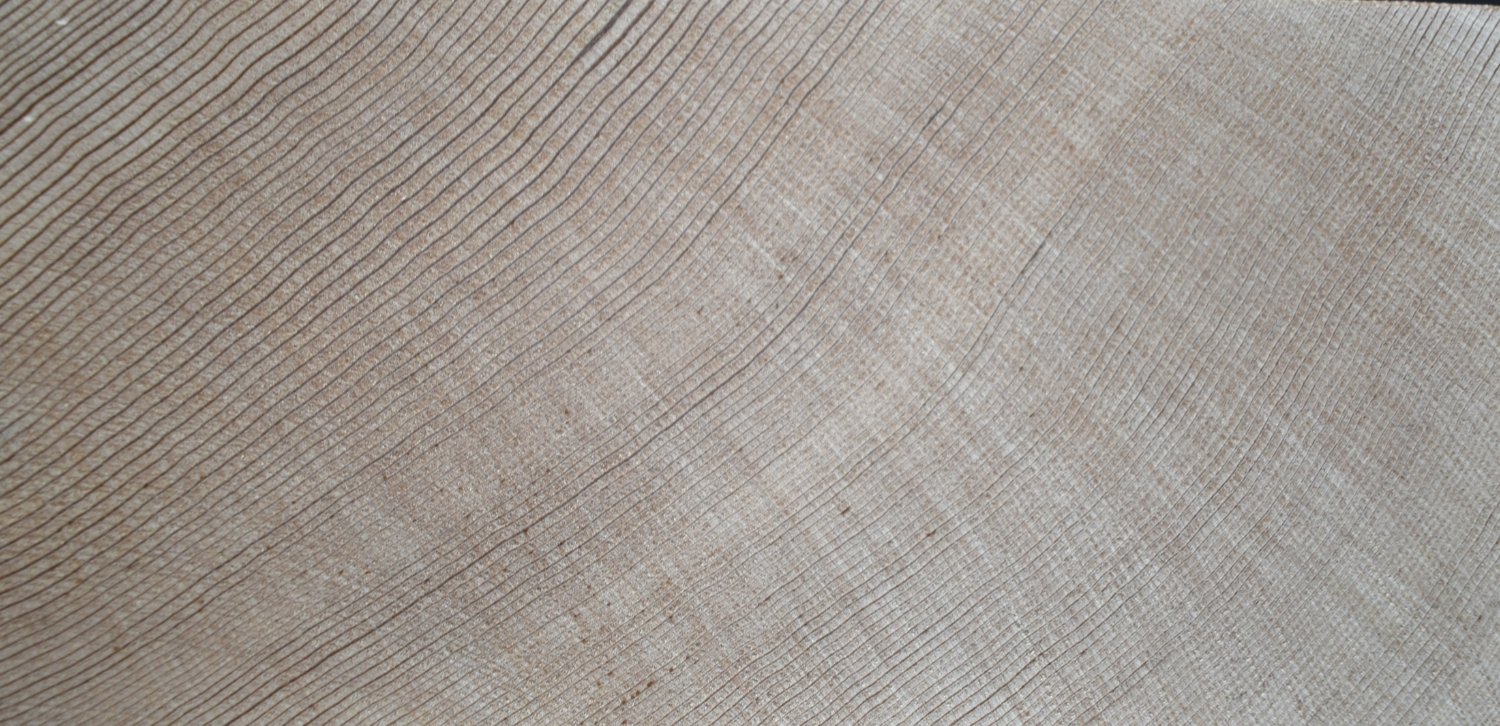 A cross section of Slow grow Douglas Fir
