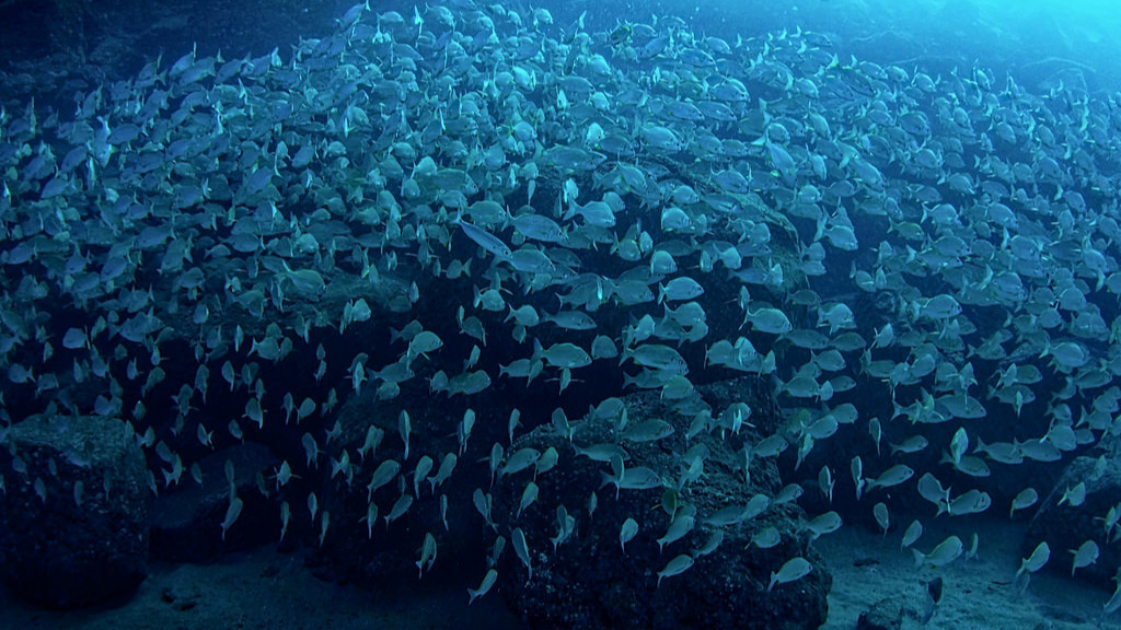 fish shoal.jpg