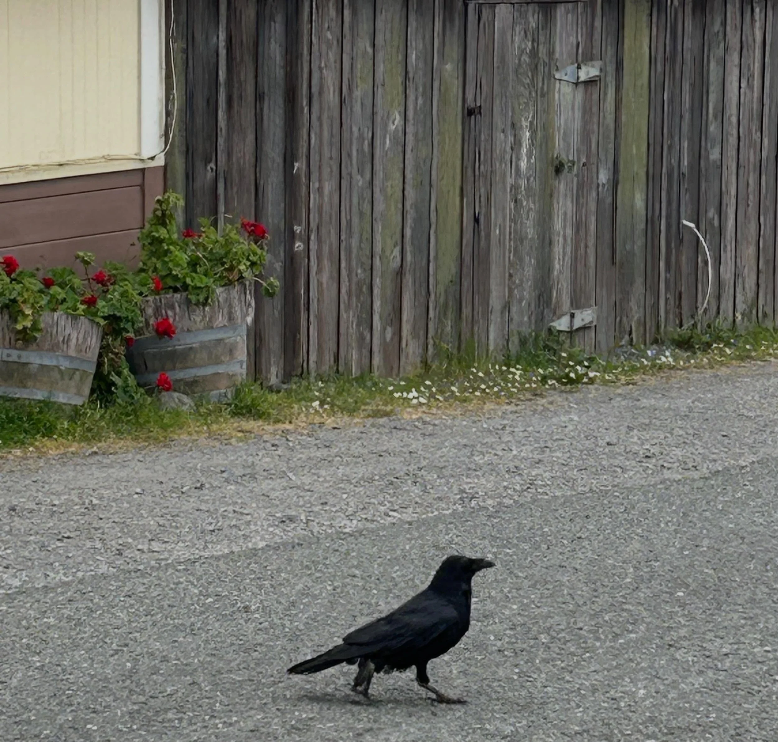 Friday afternoon humor. Why did the raven cross the street? Because he could.

#raven #intriguing #visitmendocino