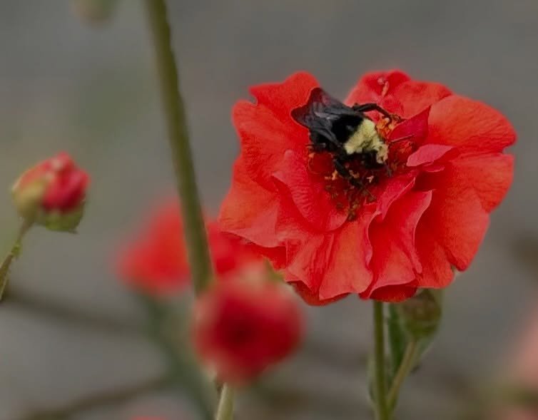 The bumblebees love our Geum blossoms. They have been fascinating to watch today.

#bumblebees #geumblossoms #albionstreet #visitmendocinocoast