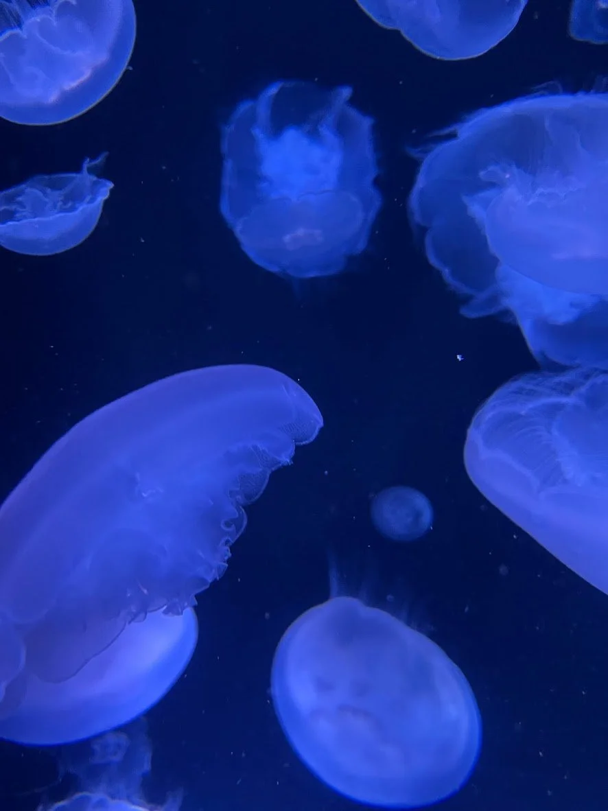 7 Fun Things to do in Long Beach Before Your Cruise