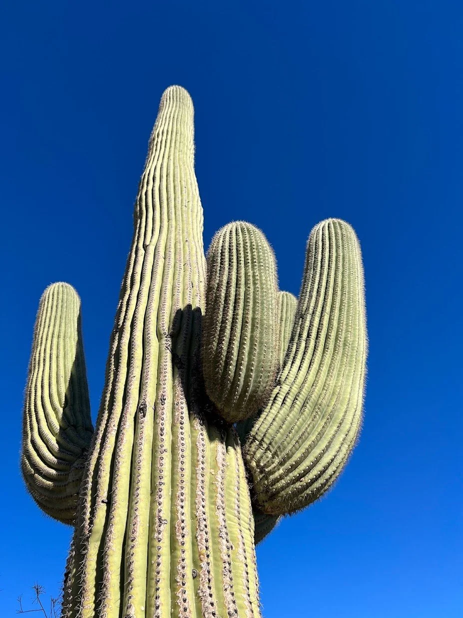 Fun Things to Do, See and Eat with Your Kids in Tucson, AZ