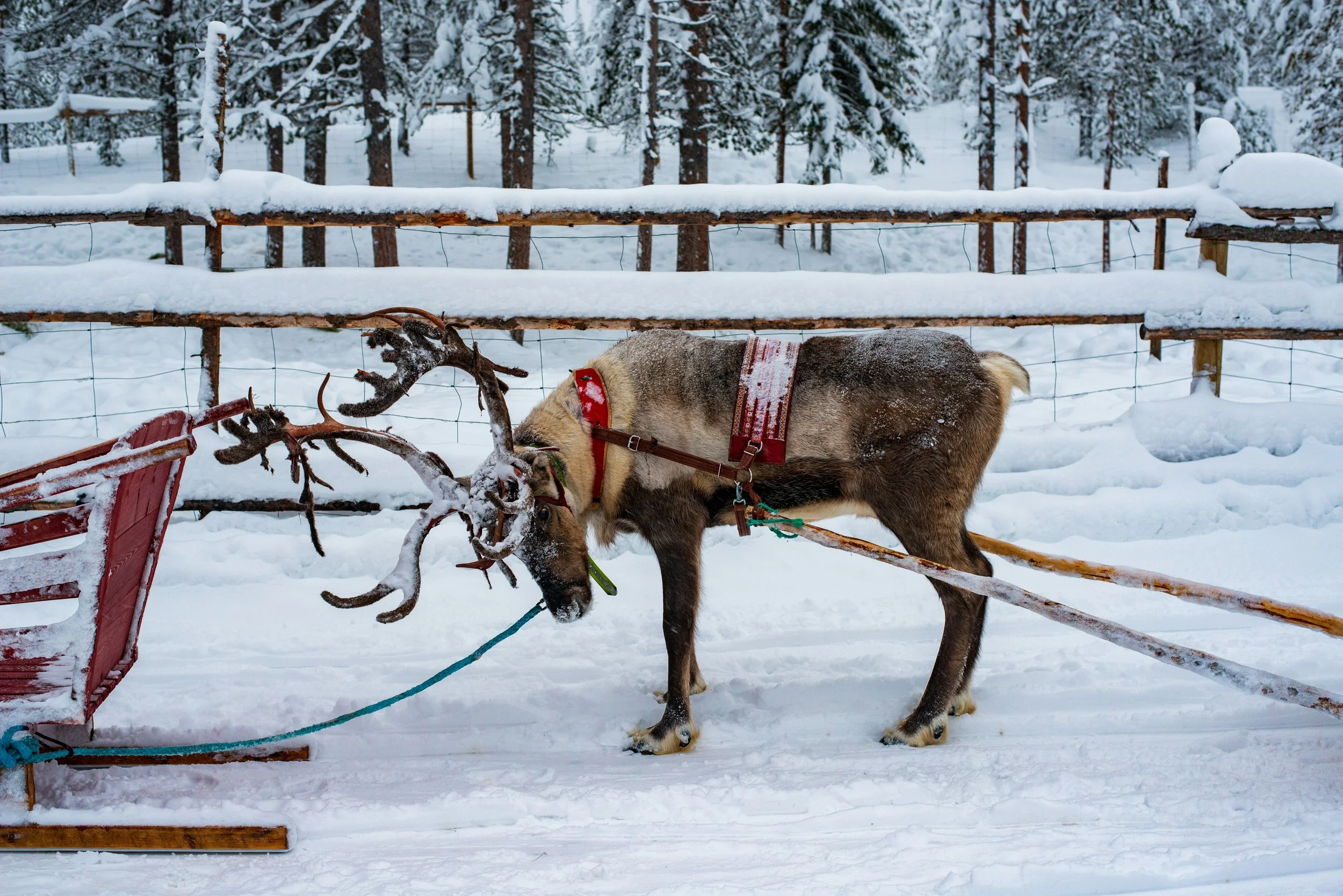 Where to Go for Northern Lights, Igloo Stays, and Outdoor Exploration