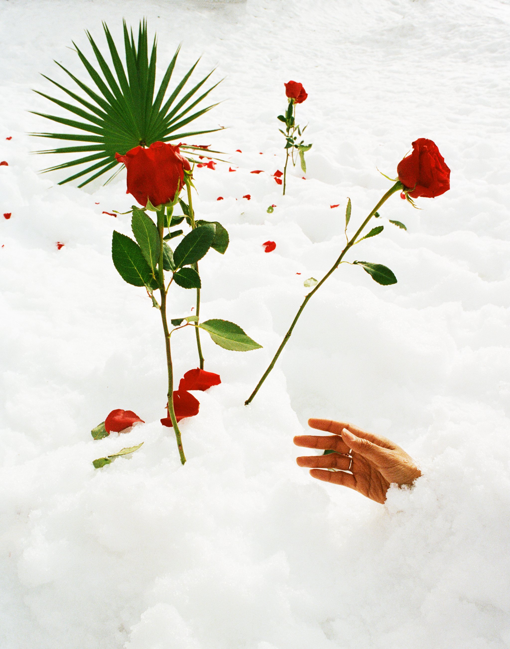snowhand.jpg