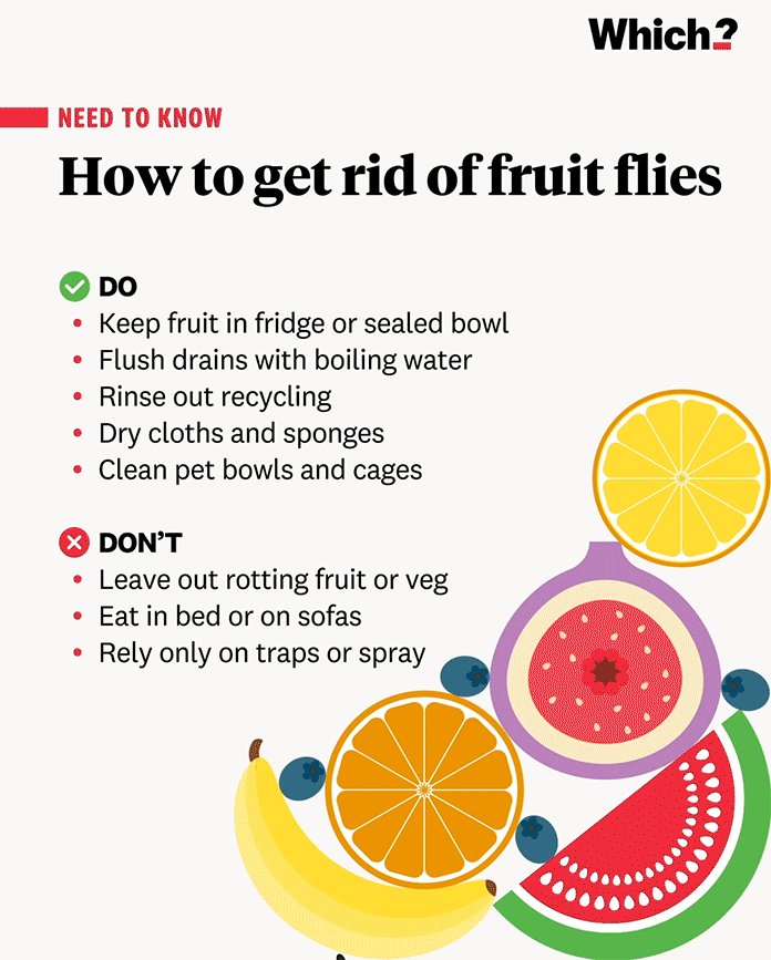 708-fruit-flies-v2.gif