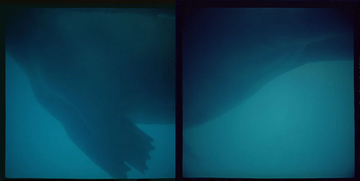 Abyss 19