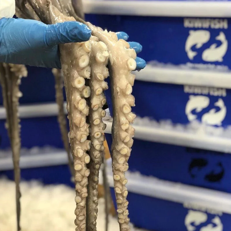 Octopus-and-Squid.jpg