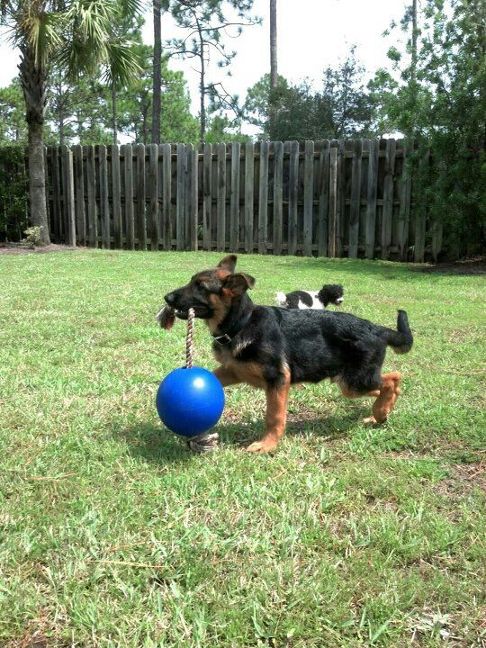 zeus-3mos.jpg