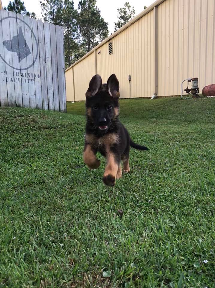 gsd-pup-flying.jpg
