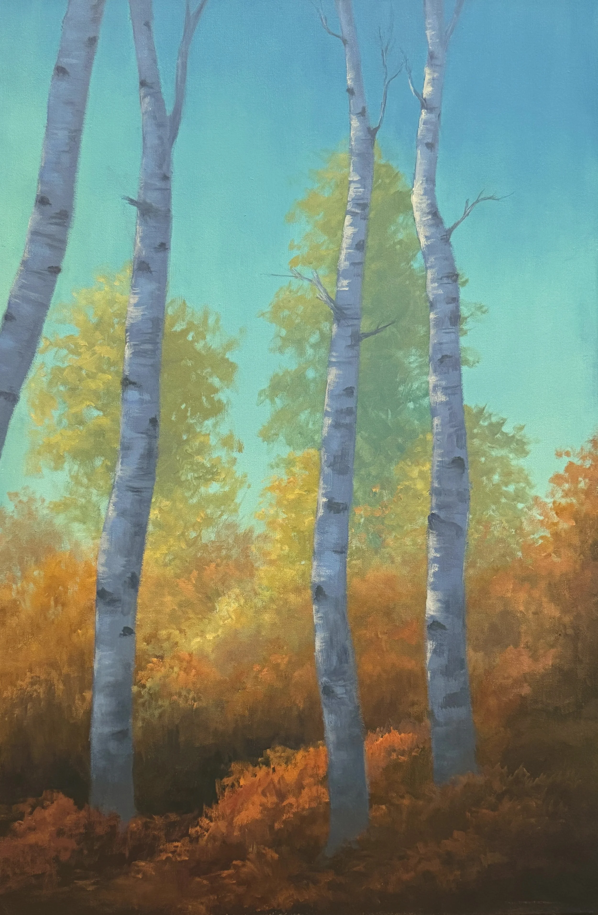 Towering Birches
