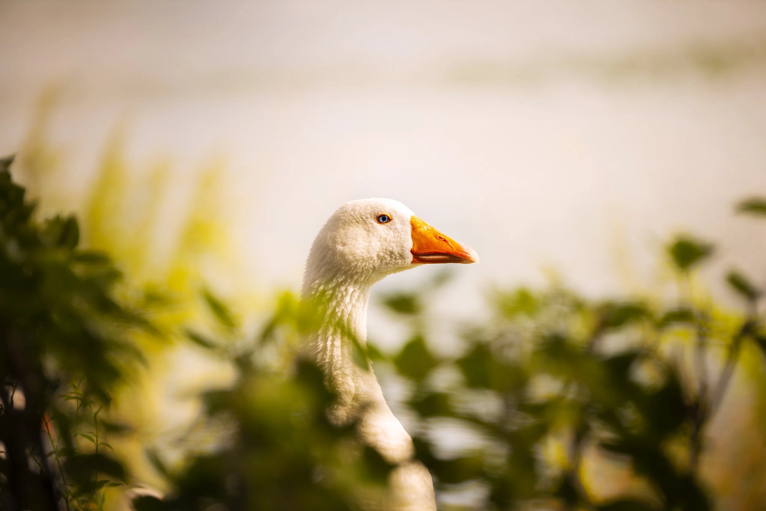 Sion Jo_The Goose, South Korea.jpg