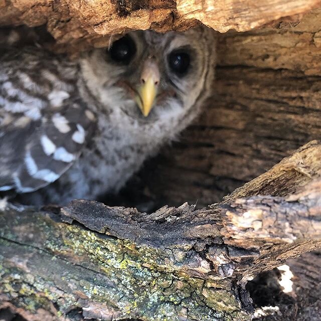 Found this little guy hiding in a tree. We were able to relocate him so we could finish our job. Remember...we are all stewards of the land! #owl #tree #rehome #landstewardship #rcs #logging #kansas