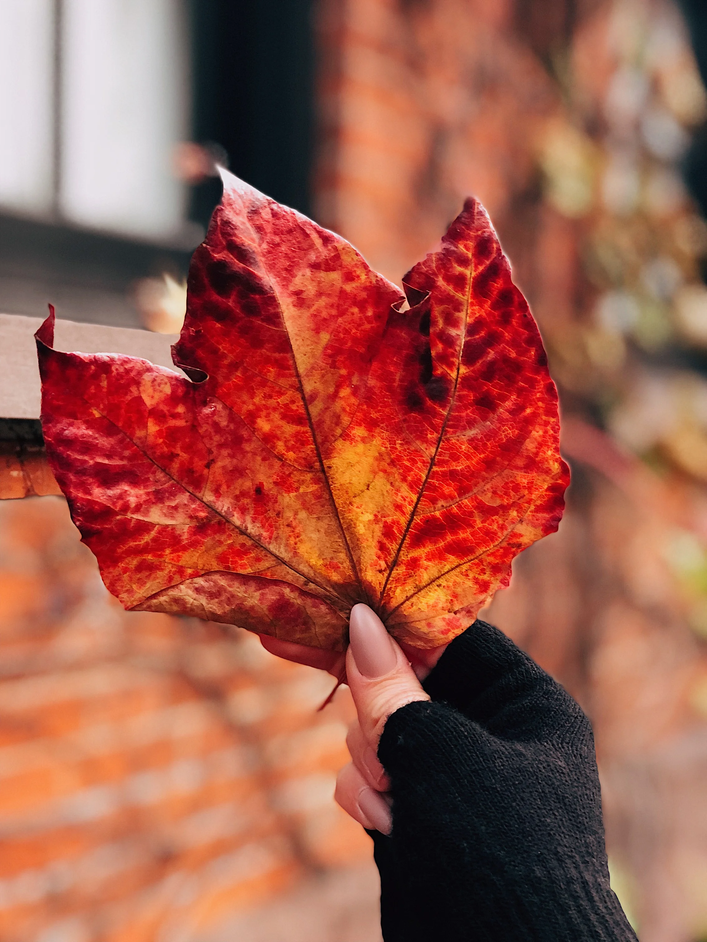 JPEG image-0320304F567F-12.jpeg