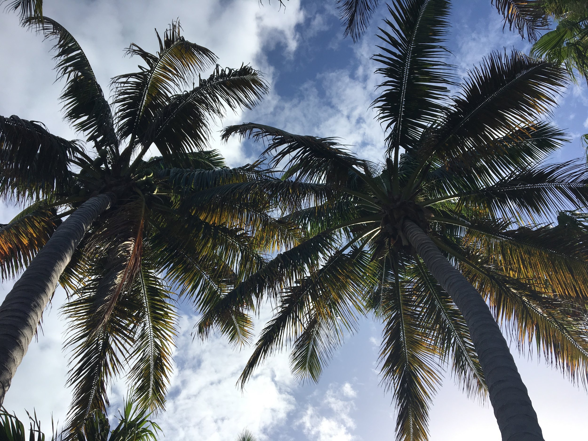 Turks&Caicos Palm Trees.JPG