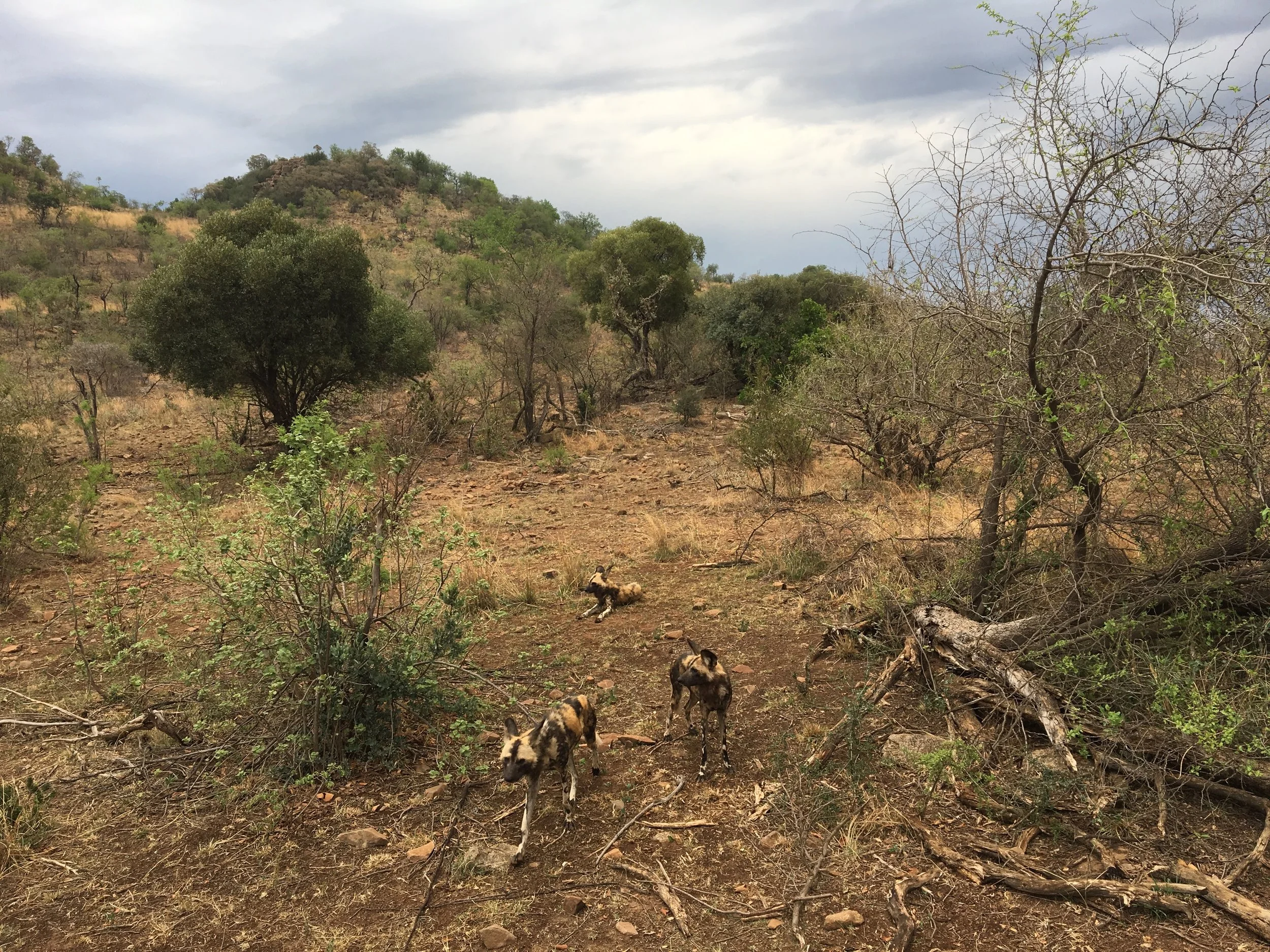 South African Safari Hack