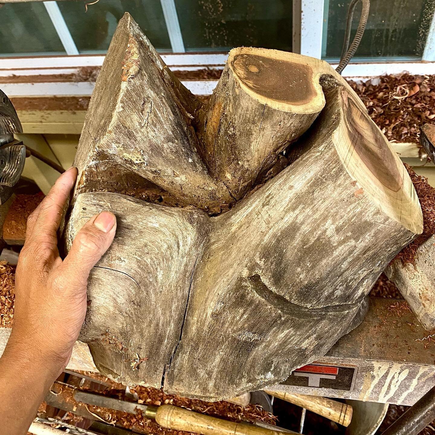 My next project, Milo root. I have no idea what the end product will look like. Looks scary, but I guess we&rsquo;ll find out together? Wish me luck! 🍀🤞
-
-
-
-
-
#wood #woods #wooden #woodworking #woodturning #woodporn #woodwork #handcrafted #wood
