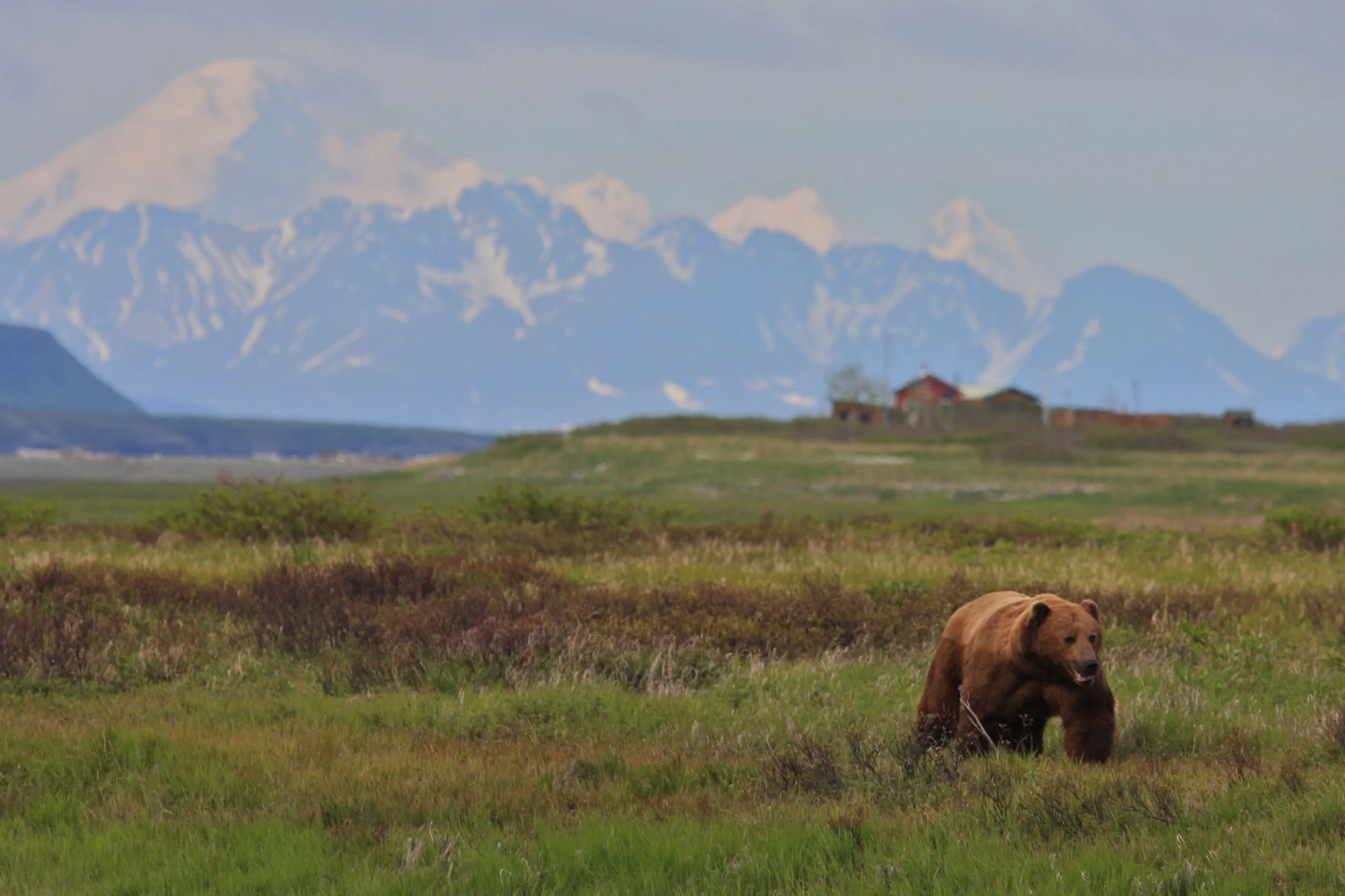 June - along the shores of Mikfik Creek. Camp and Mt. Iliamna in the background