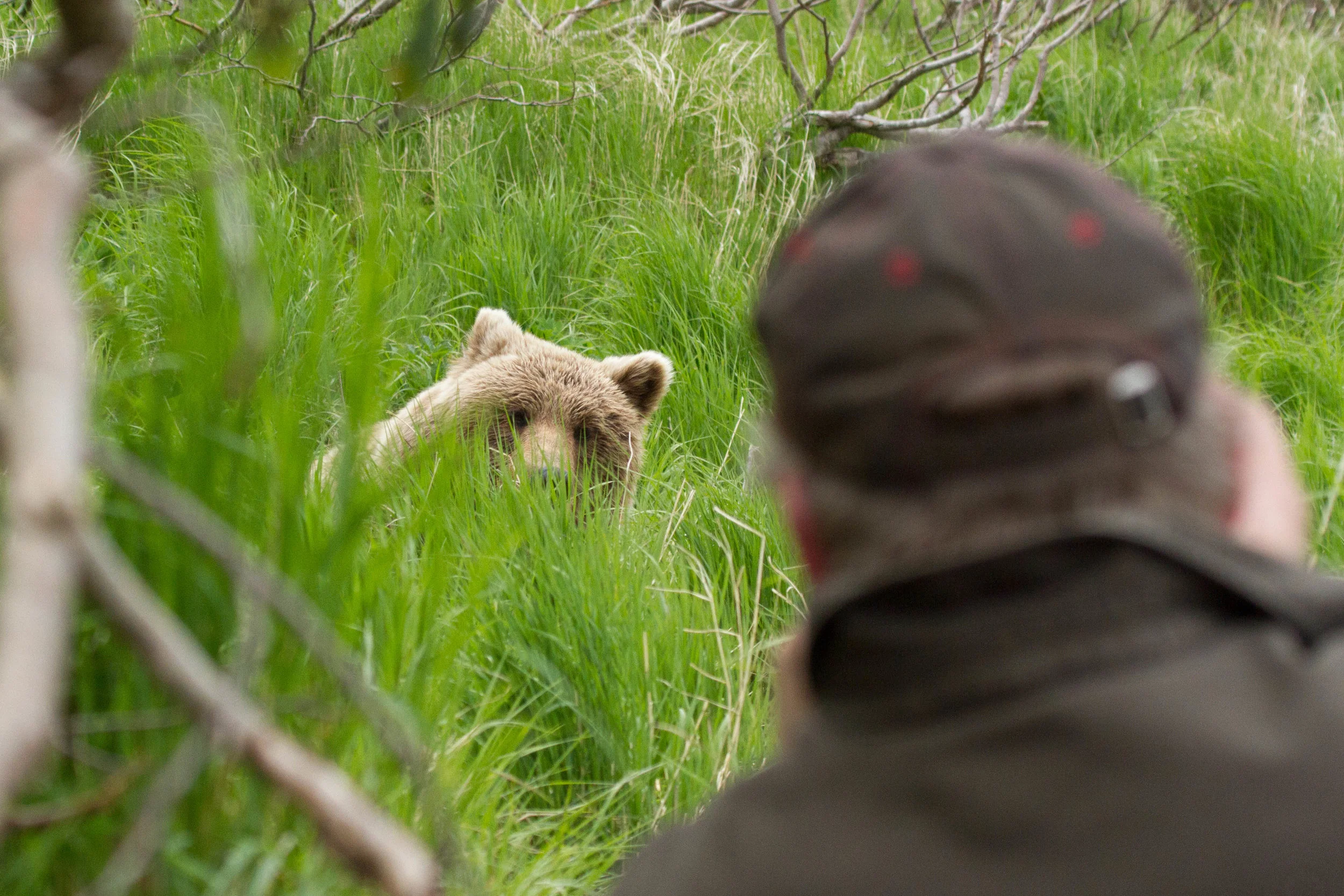 June - a small bear pops out of the grass near a group of bear viewers