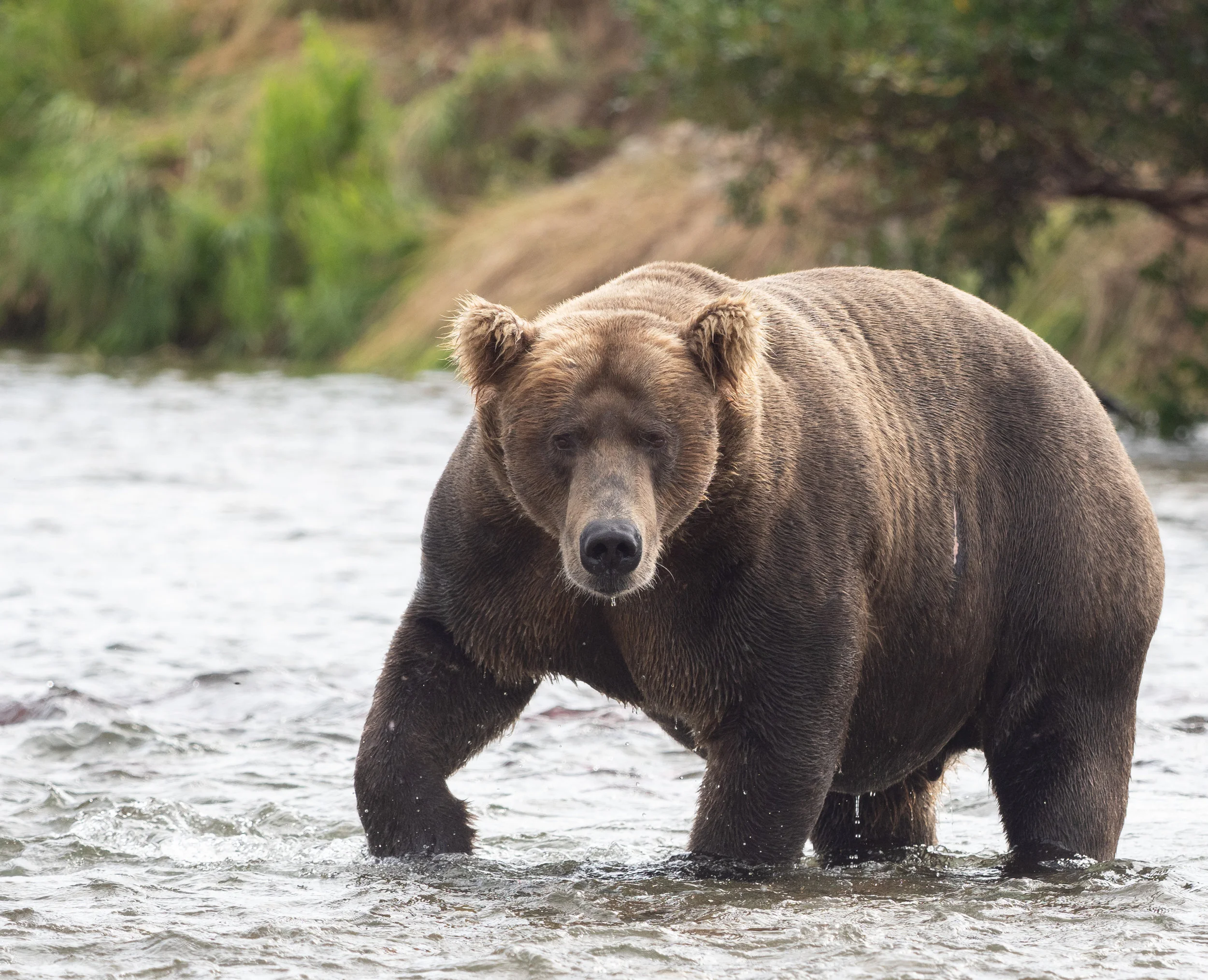 Big Ears uses McNeil and Katmai