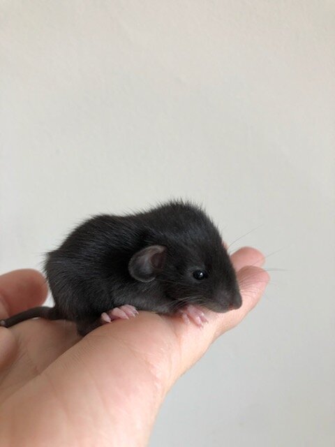 black self dumbo rat