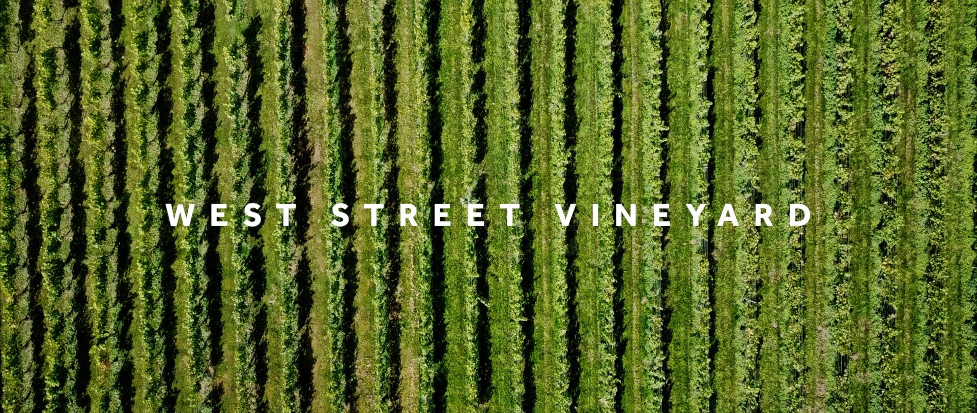 West Street Vineyard Arial View.jpg