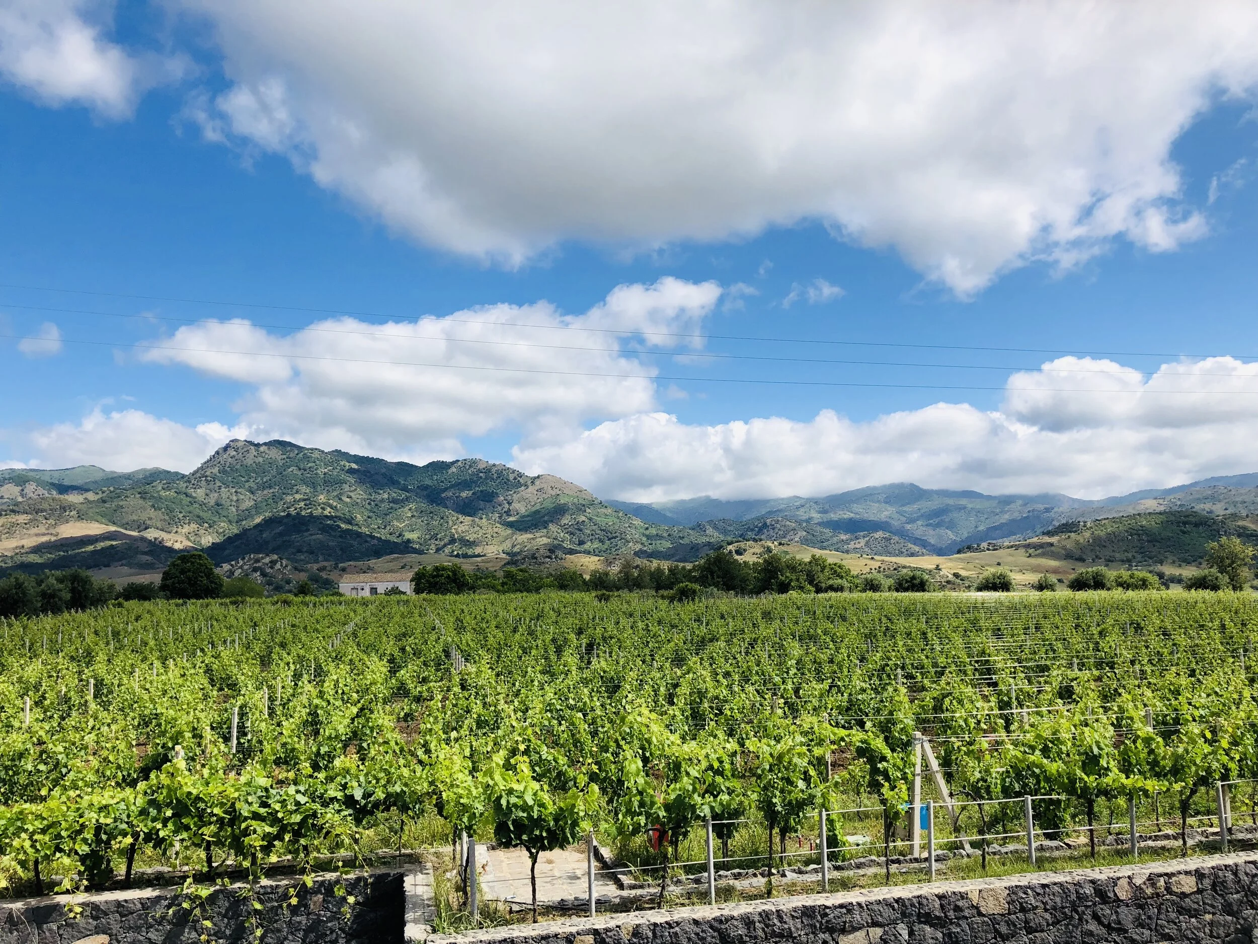 Mount Etna Wine Tasting - What you need to know before you go