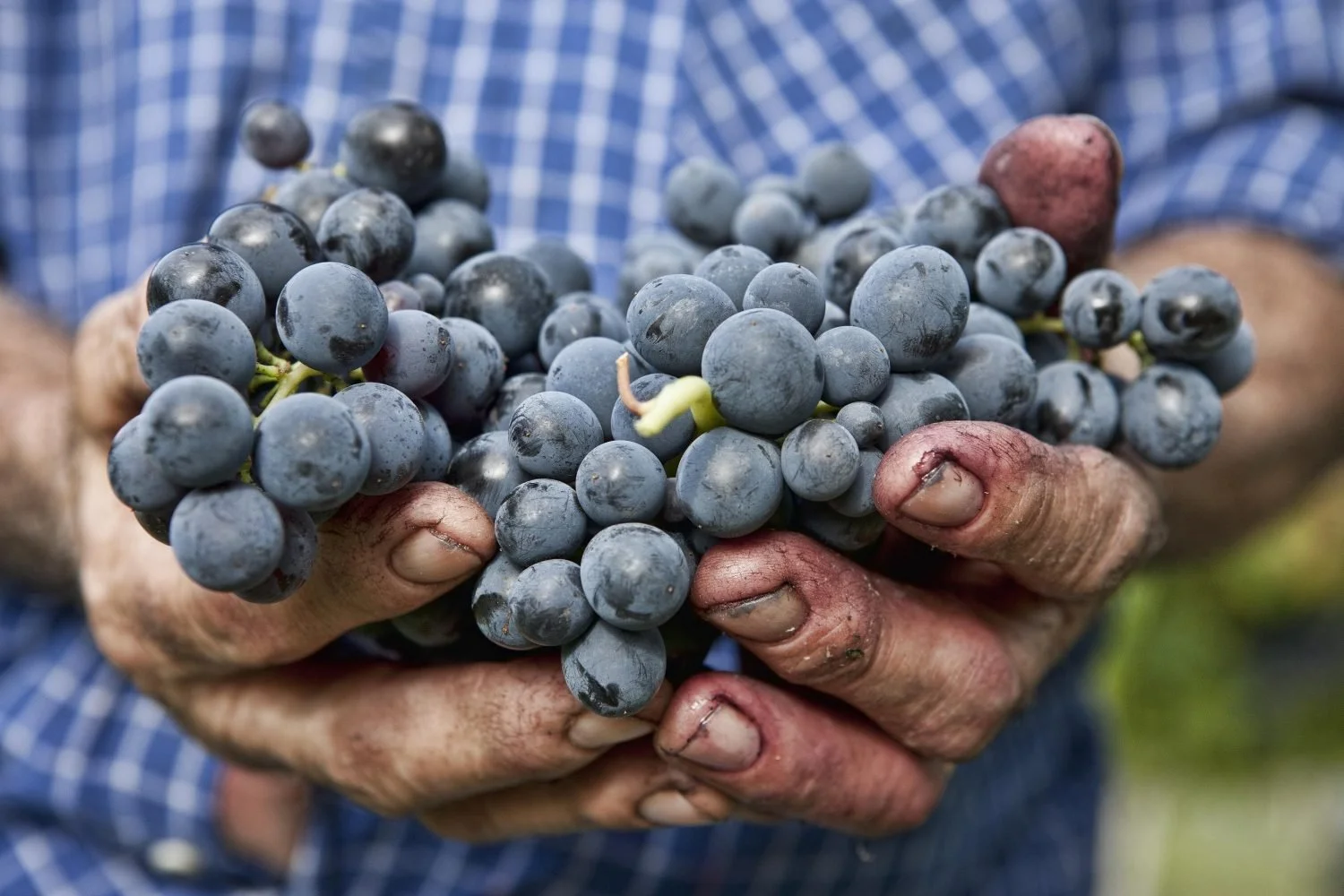 Winemaking 101