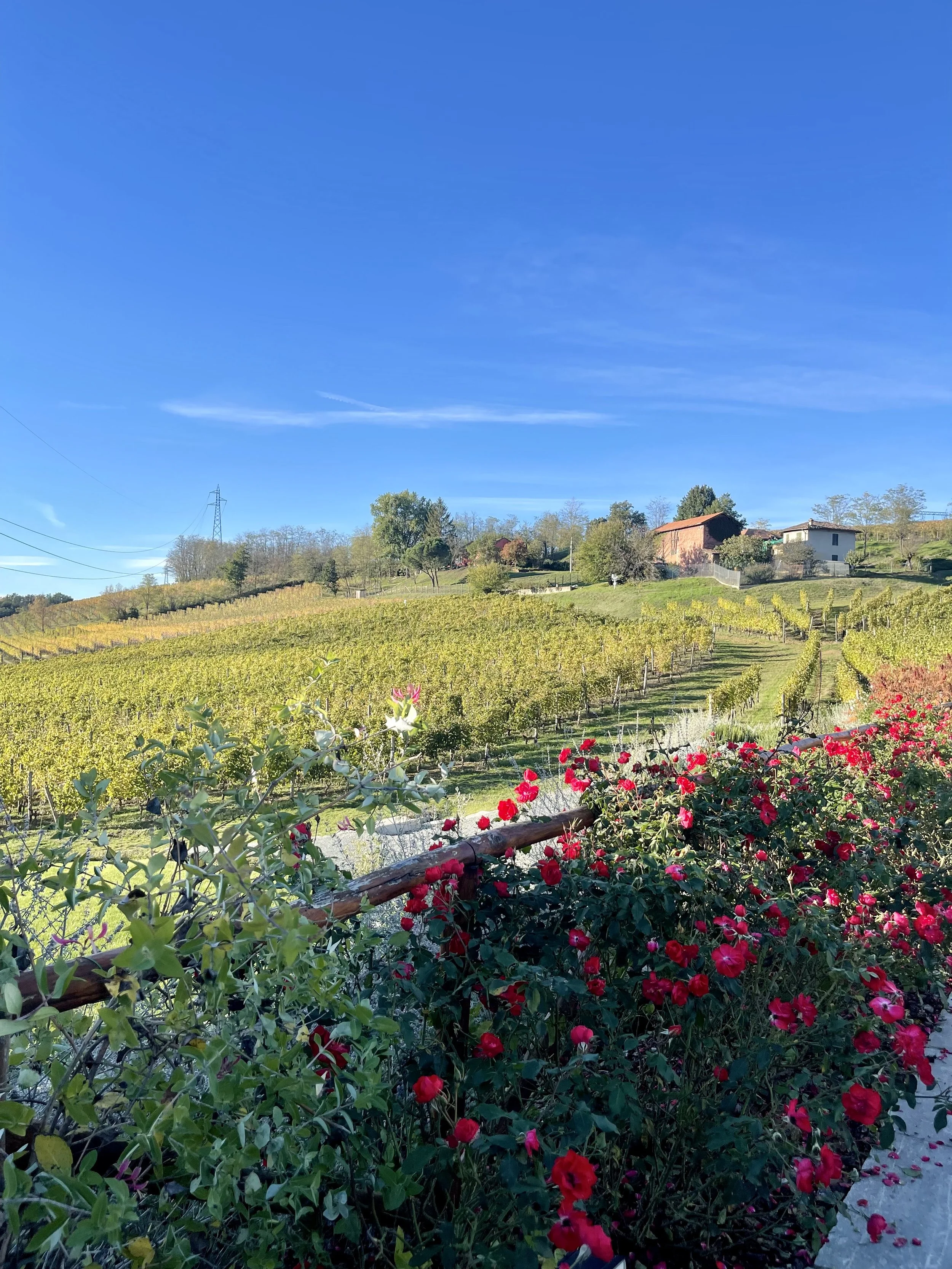 Gavi wine : History of Gavi and Gavina 