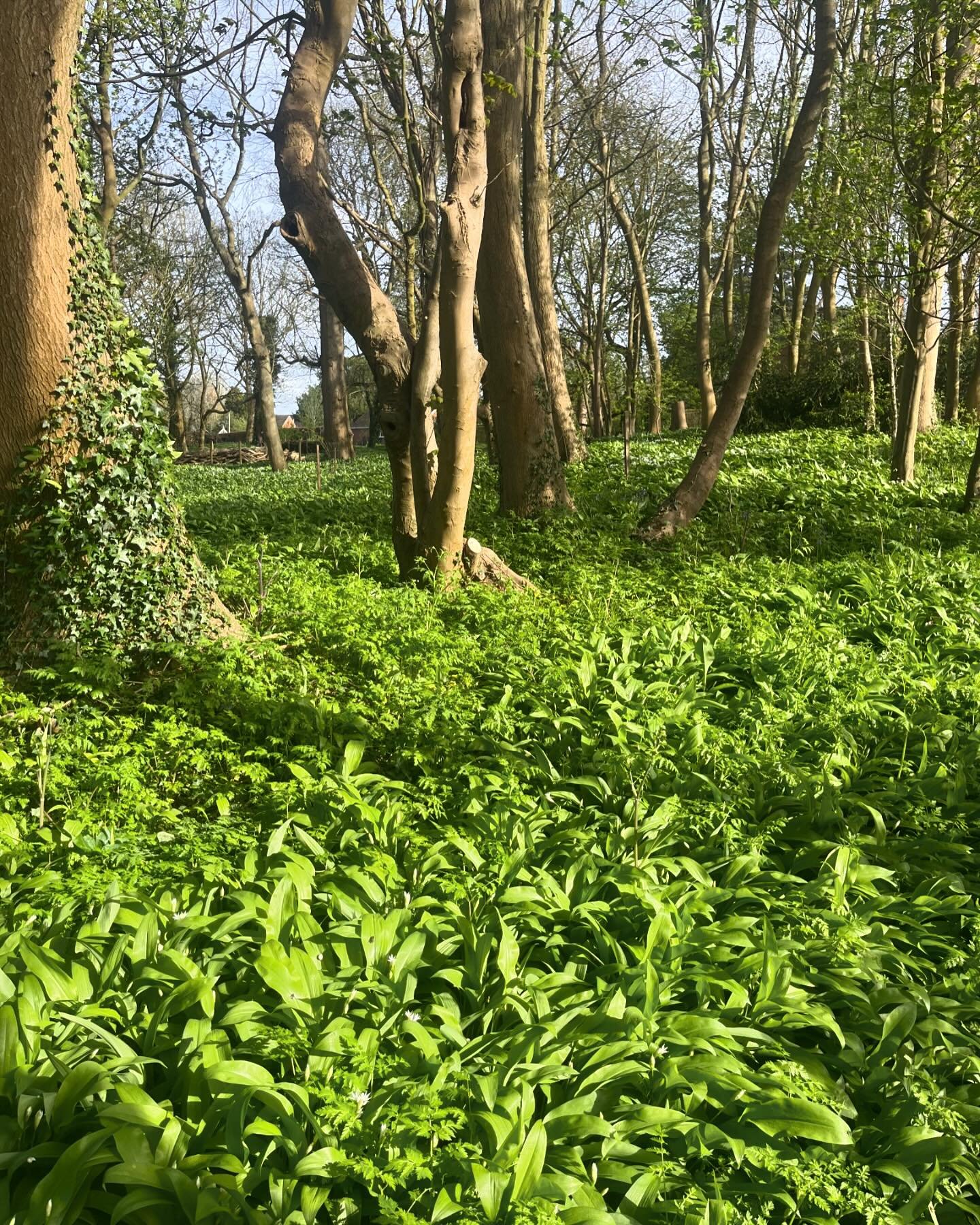 Wild garlic pesto 😋 #forage #forktofork #spaghetti #basil #garlic #parmesan #oliveoil