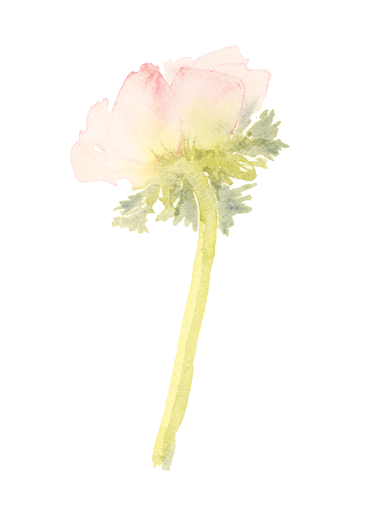 Single Pink Anemone Print by Louise Man Art