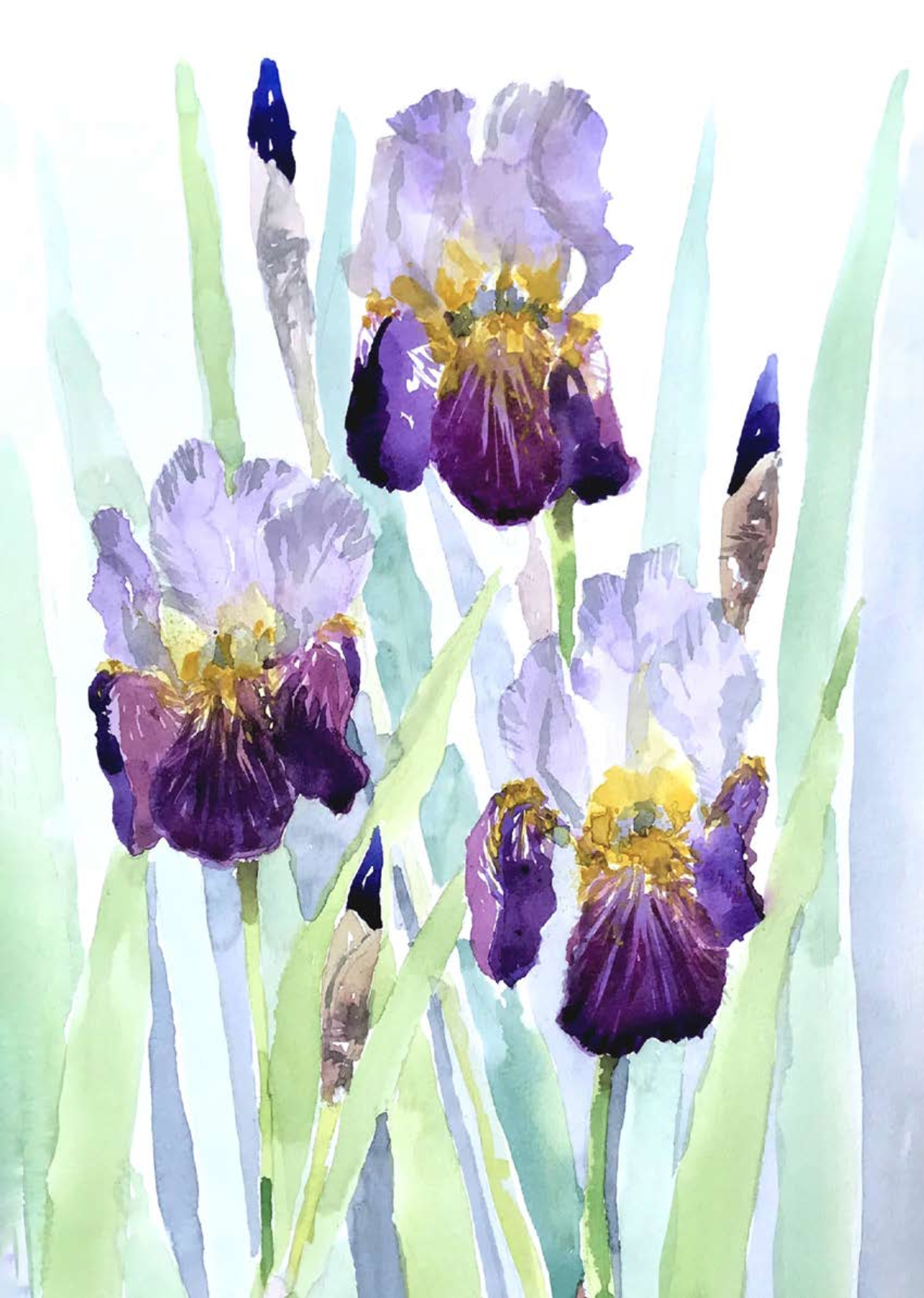 Bearded Iris print by Louise Man Art