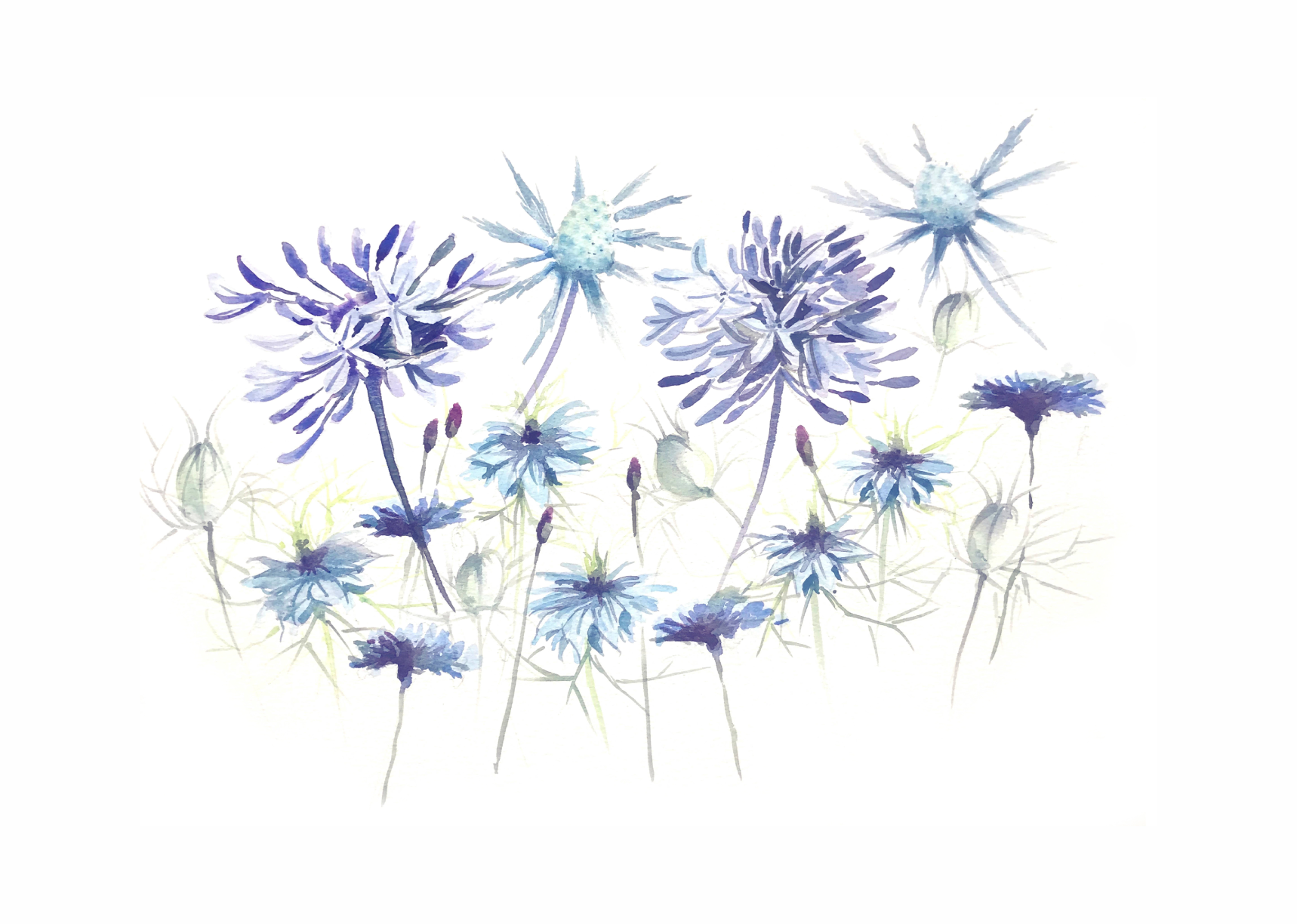 Agapanthus print by Louise Man