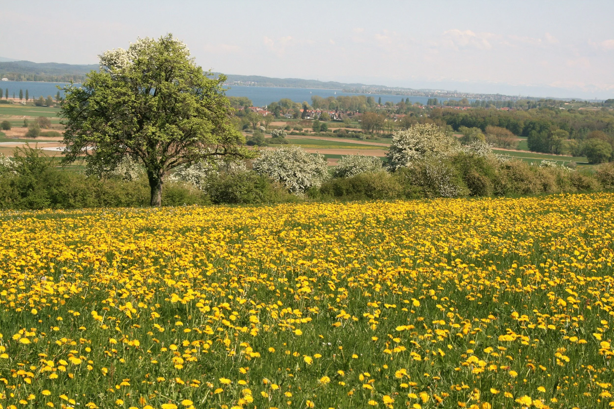  Blick vom Galgenberg auf den Bodensee 
