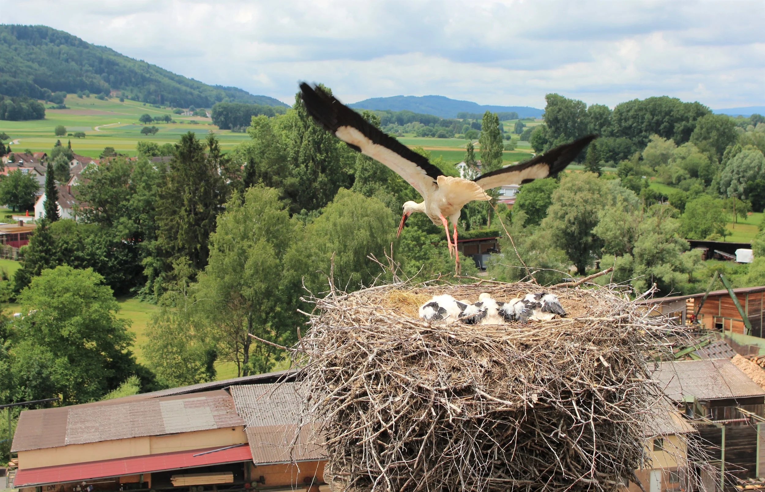  Storchennest auf dem Runden Turm 