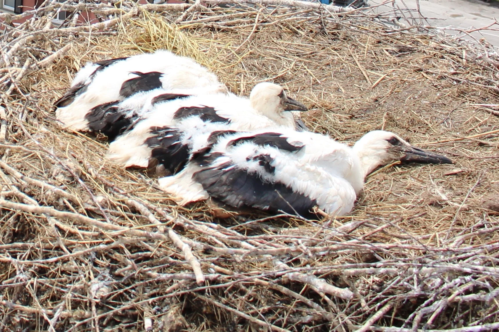  Jungstörche im Nest 