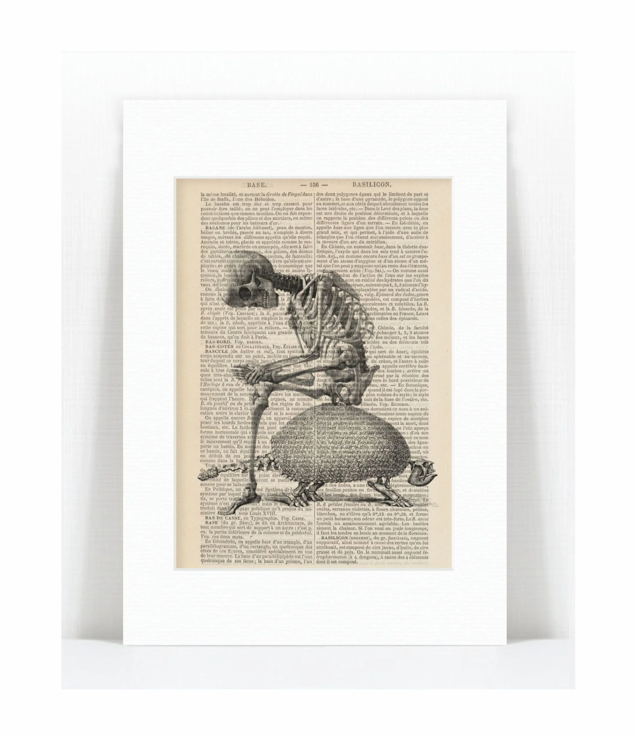 skeleten armadillo.jpg