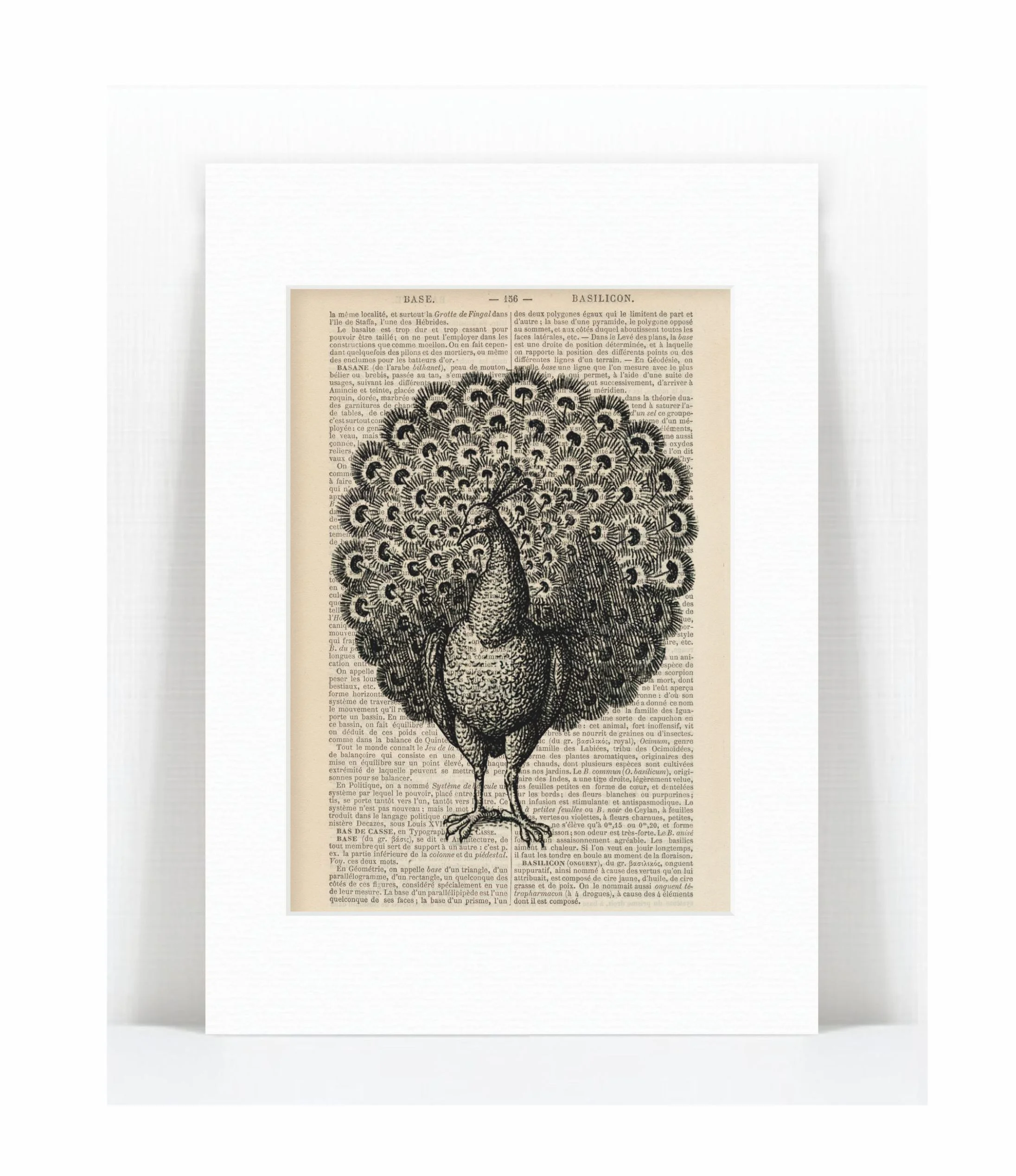 mono peacock.jpg